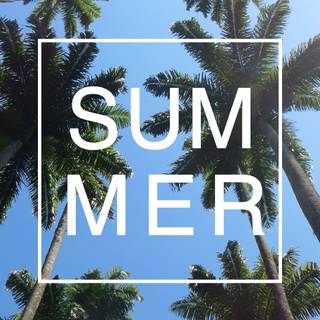Palm tree summer aesthetic wallpaper