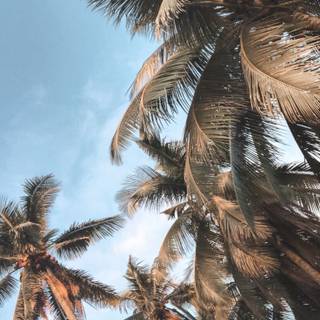 Palm tree summer aesthetic wallpaper