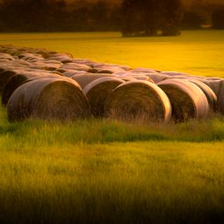 Country summer landscape wallpaper