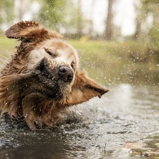 Dog in water wallpaper
