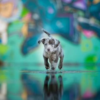 Dog in water wallpaper