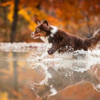 Dog in water wallpaper