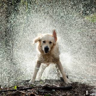 Dog in water wallpaper