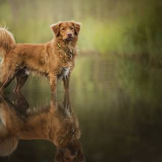 Dog in water wallpaper