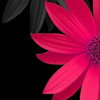 Dark pink flowers wallpaper