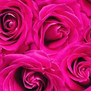 Dark pink flowers wallpaper