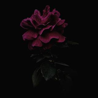 Dark pink flowers wallpaper