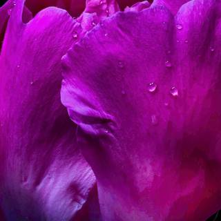 Dark pink flowers wallpaper