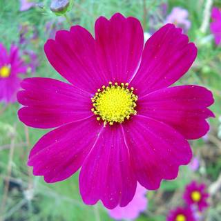 Dark pink flowers wallpaper