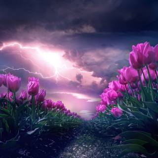 Dark pink flowers wallpaper