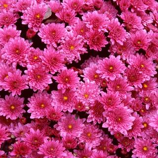 Dark pink flowers wallpaper