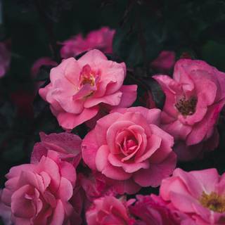 Dark pink flowers wallpaper