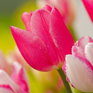 Dark pink flowers wallpaper