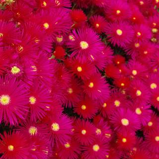 Dark pink flowers wallpaper