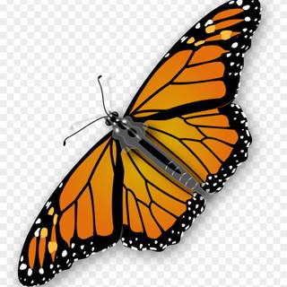Monarch butterfly cartoon wallpaper
