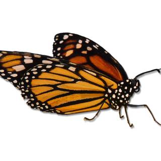 Monarch butterfly cartoon wallpaper