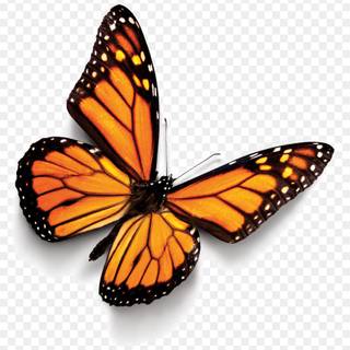 Monarch butterfly cartoon wallpaper