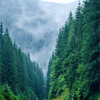 Carpathian Mountains wallpaper