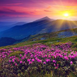 Nature Windows wallpaper