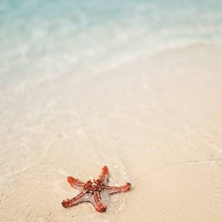 Seastar wallpaper