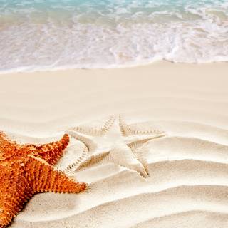 Seastar wallpaper