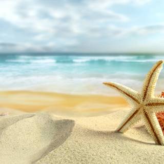 Seastar wallpaper