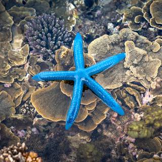 Seastar wallpaper