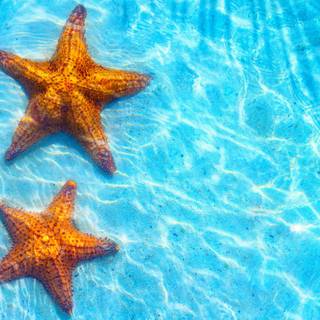 Seastar wallpaper