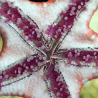 Seastar wallpaper