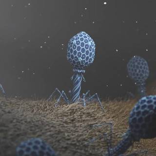 Bacteriophage wallpaper
