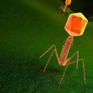 Bacteriophage wallpaper