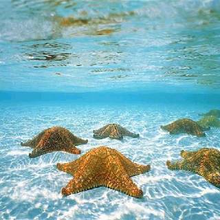 Seastar wallpaper