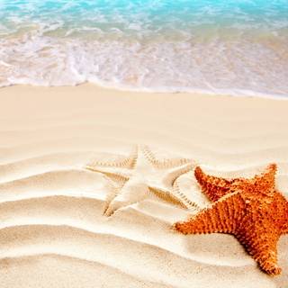 Seastar wallpaper