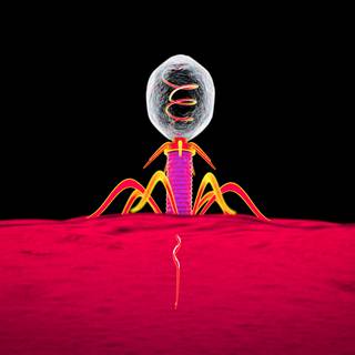 Bacteriophage wallpaper