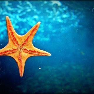Seastar wallpaper