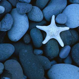 Seastar wallpaper