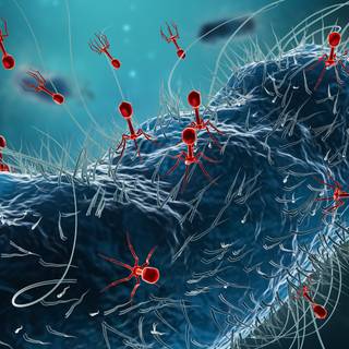 Bacteriophage wallpaper