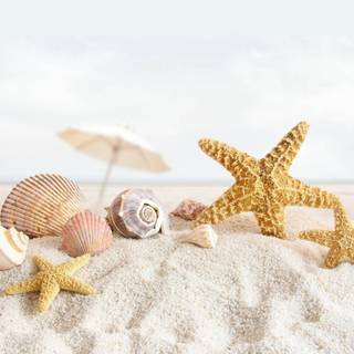 Seastar wallpaper