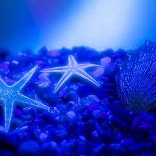 Seastar wallpaper