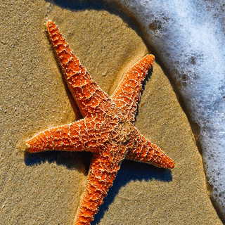 Seastar wallpaper