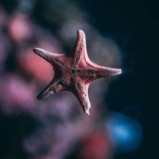 Seastar wallpaper