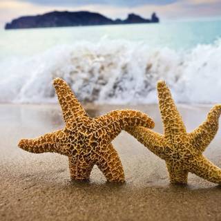 Seastar wallpaper