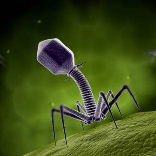 Bacteriophage wallpaper