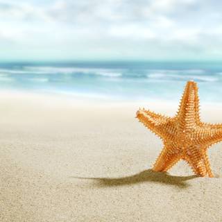 Seastar wallpaper
