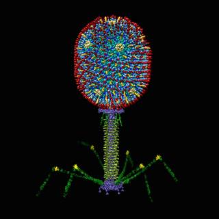 Bacteriophage wallpaper
