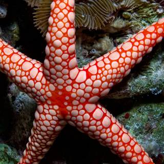 Seastar wallpaper