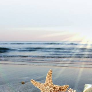 Seastar wallpaper