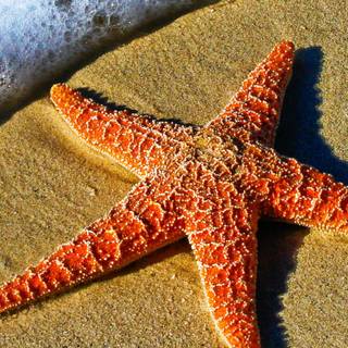 Seastar wallpaper