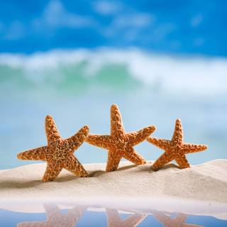 Seastar wallpaper