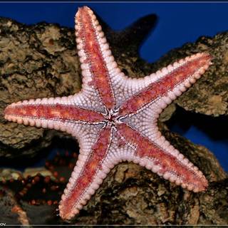 Seastar wallpaper